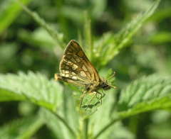 Carterocephalus