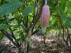 Theobroma cacao