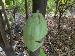 Theobroma cacao