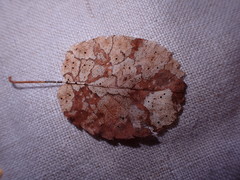Coccomyces dentatus