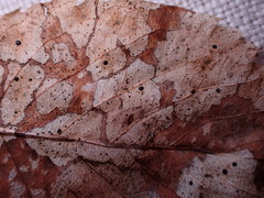 Coccomyces dentatus