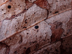 Coccomyces dentatus