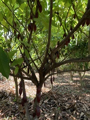 Theobroma cacao