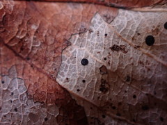 Coccomyces dentatus