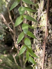 Metrosideros colensoi