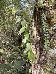 Metrosideros colensoi