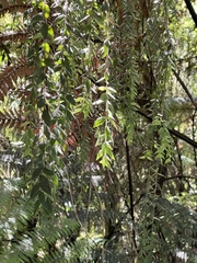 Metrosideros colensoi