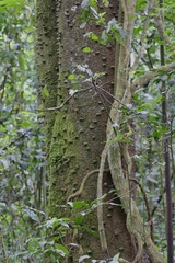 Zanthoxylum gilletii