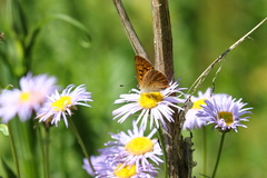 Tharsalea dorcas sangremar