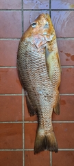 Lutjanus johnii