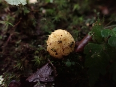 Calostoma lutescens