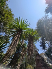 Dracaena cochinchinensis