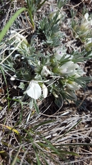 Astragalus gilviflorus