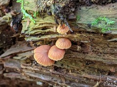 Galerina triscopa