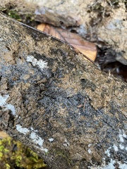 Miktoniscus