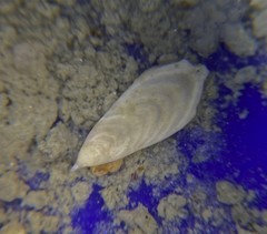 Frondicularia gigas