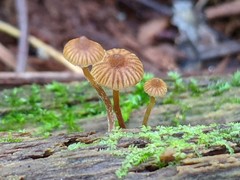 Galerina triscopa