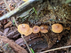 Galerina triscopa