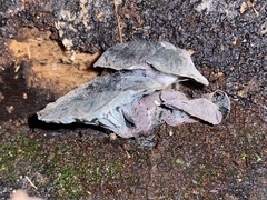 Gerronema waikanaense