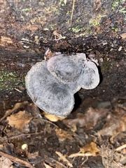 Gerronema waikanaense