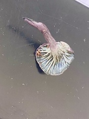 Gerronema waikanaense