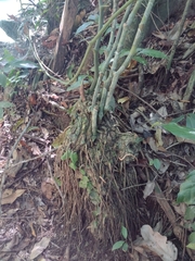 Dioscorea bartlettii