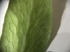 Polytaenium guayanense