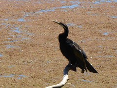 Anhinga novaehollandiae
