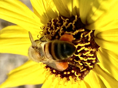 iNaturalist observation photo of Western Honey Bee