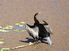 Anhinga novaehollandiae