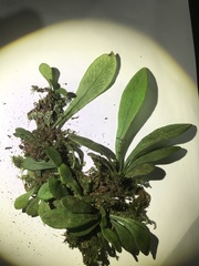 Polytaenium guayanense