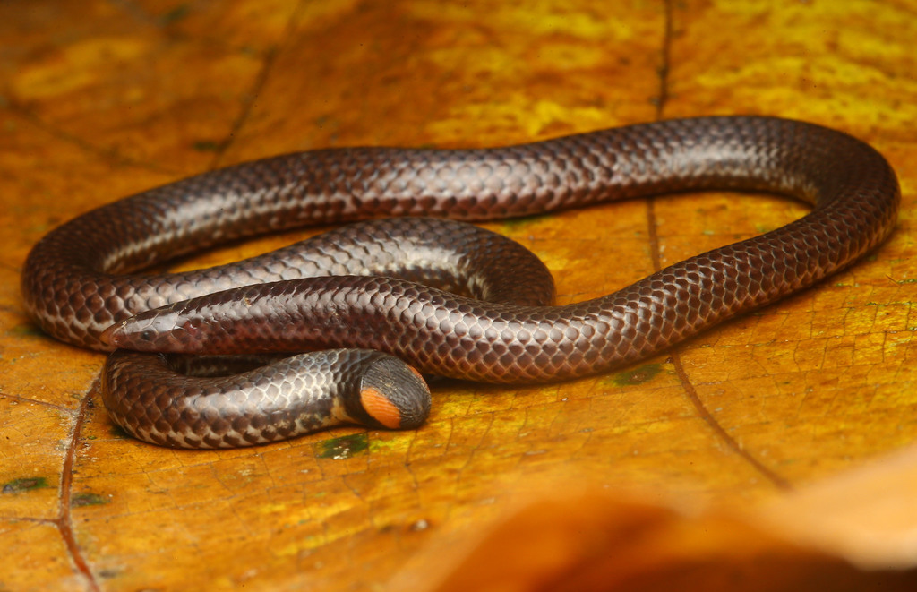 Karinthandan's shield tail from Lakkidi, Kunnathidavaka, Kerala 673576 ...