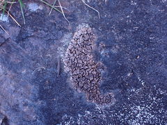 Dermatocarpon leptophyllodes