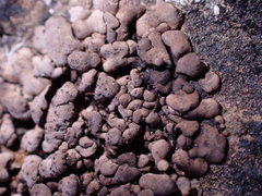 Dermatocarpon leptophyllodes