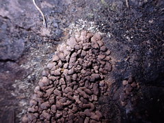 Dermatocarpon leptophyllodes