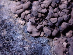 Dermatocarpon leptophyllodes