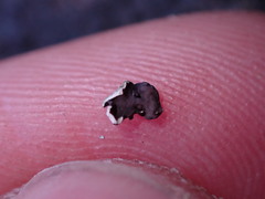 Dermatocarpon leptophyllodes