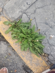 Taraxacum officinale