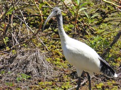 Threskiornis molucca
