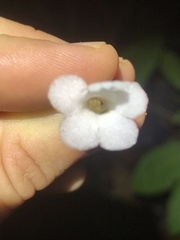 Codonanthopsis