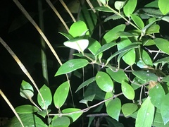 Codonanthopsis