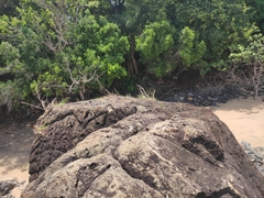 Enteropogon