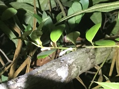 Codonanthopsis