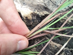 Enteropogon