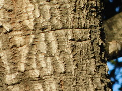 Baeolophus inornatus