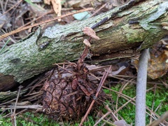 Auriscalpium vulgare