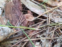 Auriscalpium vulgare