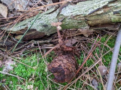 Auriscalpium vulgare
