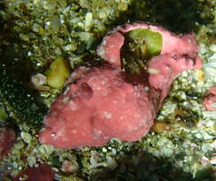 Asteracmea suteri