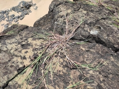 Enteropogon